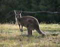 1208-1831 Kangaroo (1060317)